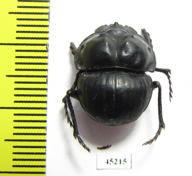 Glyphoderus centralis  Argentina - INSECTS-STORE.RU