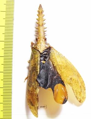 Cathedra serrata  Peru - INSECTS-STORE.RU