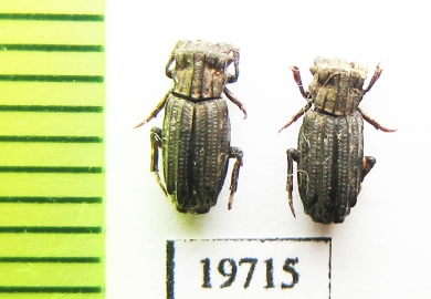 Aphodiinae sp.  Malaysia, Borneo - INSECTS-STORE.RU