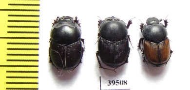 Onthophagus gibbosus koshantschikoffi, pair  Uzbekistan - INSECTS-STORE.RU