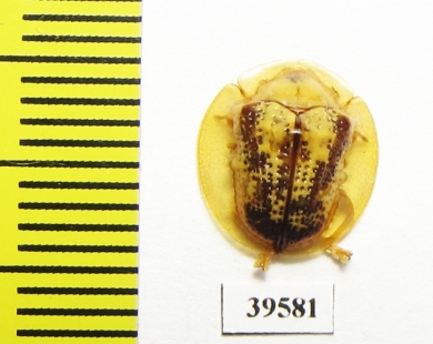 Chrysomelidae sp.  Cuba - INSECTS-STORE.RU