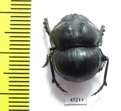 Glyphoderus centralis  Argentina - INSECTS-STORE.RU