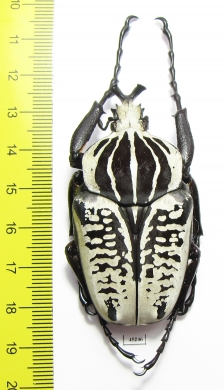 Goliathus albosignathus kirkianus  Tanzania 60mm - INSECTS-STORE.RU