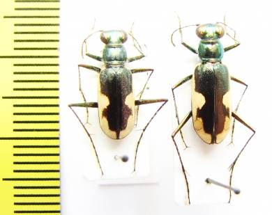 Hypaetha biramosa ssp., pair  Sri Lanka - INSECTS-STORE.RU