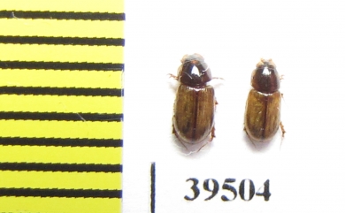 Aphodius kisilkumi  Kazakhstan - INSECTS-STORE.RU