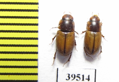 Aphodius immundus  Russia, Astrakhan reg. - INSECTS-STORE.RU