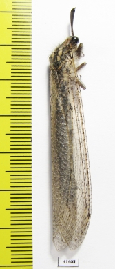 Myrmeleontidae sp.  Russia, Astrakhan reg. - INSECTS-STORE.RU