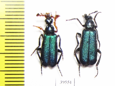 Cerocoma sp., pair  Turkey, Van prov. - INSECTS-STORE.RU