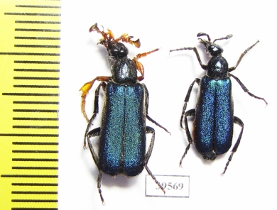 Cerocoma sp., pair  Turkey, Van prov. - INSECTS-STORE.RU