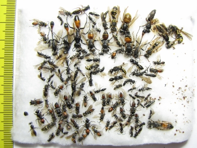 Hymenoptera sp.  Russia, N.Novgorod reg. - INSECTS-STORE.RU