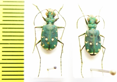 Cicindela campestris cyprensis, pair  Cyprus - INSECTS-STORE.RU
