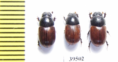 Aphodius fimetarius  Russia, Astrakhan reg. - INSECTS-STORE.RU