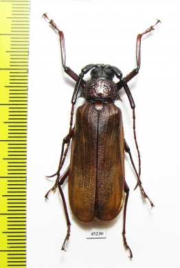 Macrotoma sp.  China, Guangdong prov.  42mm - INSECTS-STORE.RU