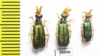 Cerocoma sp.  Turkey, Van prov. - INSECTS-STORE.RU