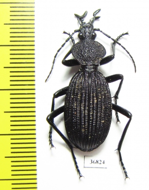 Tefflus sp.  Zambia - INSECTS-STORE.RU