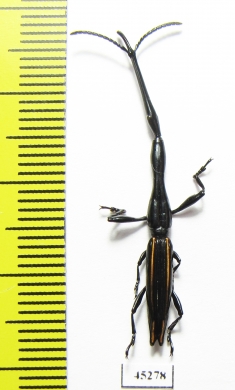 Brentidae sp.  Peru - INSECTS-STORE.RU