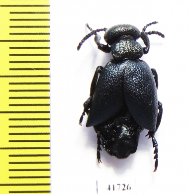 Meloe brevicollis  Russia, Tver reg. - INSECTS-STORE.RU