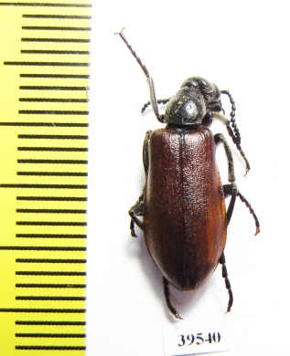 Lydus sp.  Turkey, Van prov. - INSECTS-STORE.RU