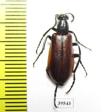 Lydus sp.  Turkey, Van prov. - INSECTS-STORE.RU