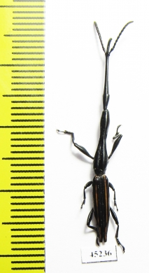 Brentidae sp.  Peru - INSECTS-STORE.RU