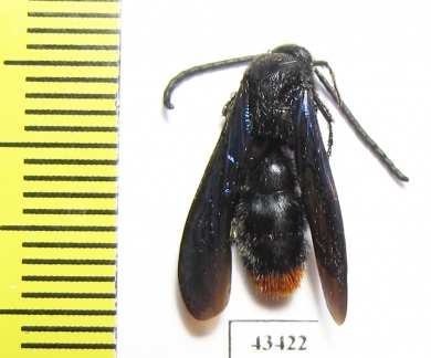 Scoliidae sp.  South Africa Rep. - INSECTS-STORE.RU