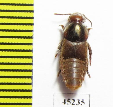 Staphylinidae sp.  Peru (myrmecophilous)   - INSECTS-STORE.RU