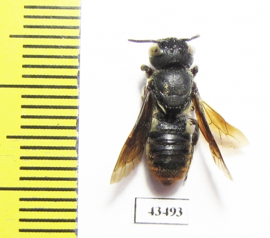 Hymenoptera sp.  South Africa Rep. - INSECTS-STORE.RU