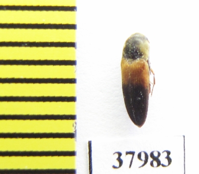 Eucnemidae sp.  Peru - INSECTS-STORE.RU