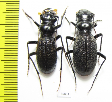 Megacephala atrospinosa atrospinosa, pair  Zambia - INSECTS-STORE.RU
