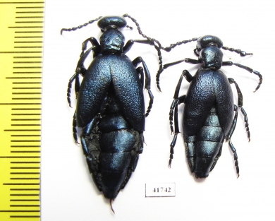 Meloe violaceus, pair  Russia, Tver reg. - INSECTS-STORE.RU