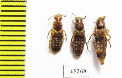 Staphylinidae sp.  Peru - INSECTS-STORE.RU