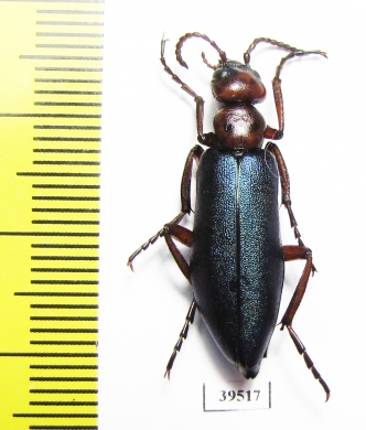 Muzimes sp.  Turkey, Van prov. - INSECTS-STORE.RU