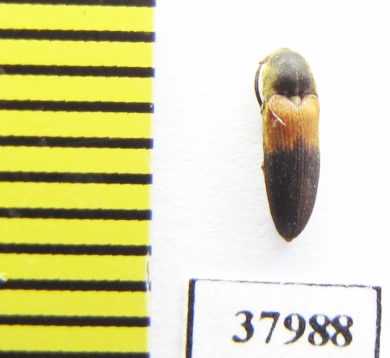 Eucnemidae sp.  Peru - INSECTS-STORE.RU