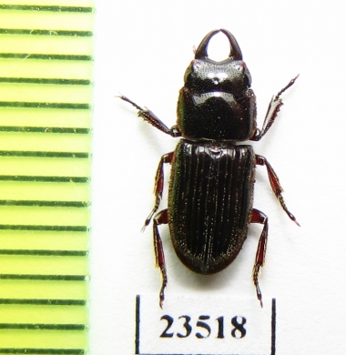 Aegus sp.  Malaysia - INSECTS-STORE.RU