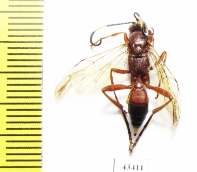 Ichneumonoidea sp.  South Africa Rep. - INSECTS-STORE.RU