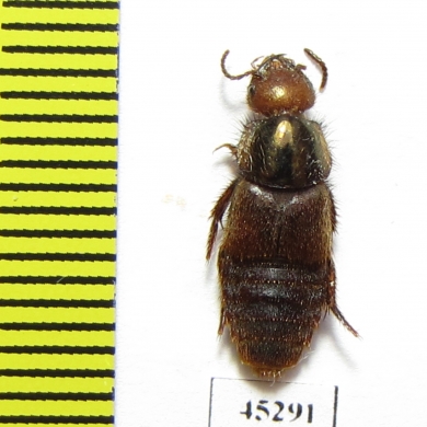 Staphylinidae sp.  Peru (myrmecophilous)   - INSECTS-STORE.RU