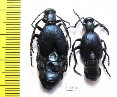 Meloe violaceus, pair  Russia, Tver reg. - INSECTS-STORE.RU
