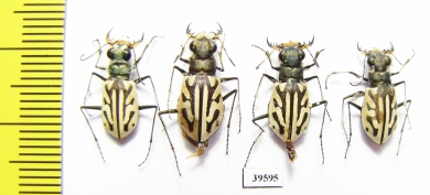 Habrodera capensis, pair  South Africa Rep. - INSECTS-STORE.RU
