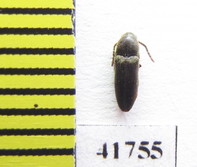 Eucnemidae sp.  Russia, Tver reg. - INSECTS-STORE.RU