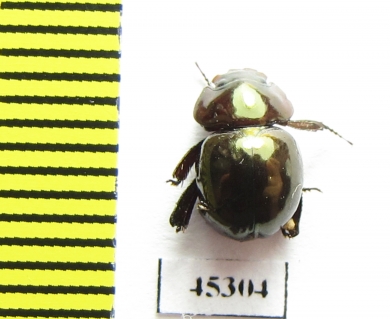 Ceratocanthinae sp.  Peru - INSECTS-STORE.RU