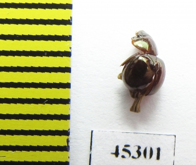 Ceratocanthinae sp.  Peru - INSECTS-STORE.RU