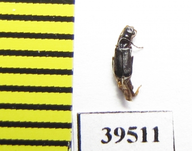 Melyridae sp.  Indonesia, Papua - INSECTS-STORE.RU