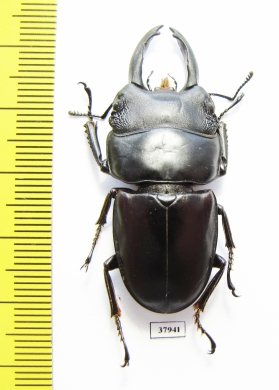 Dorcus arfakianus  Indonesia, Papua - INSECTS-STORE.RU