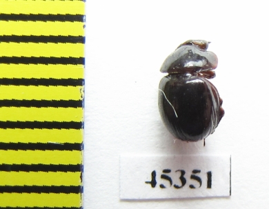 Ceratocanthinae sp.  Peru - INSECTS-STORE.RU