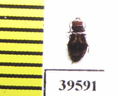 Salpingidae sp.  Indonesia, Papua - INSECTS-STORE.RU