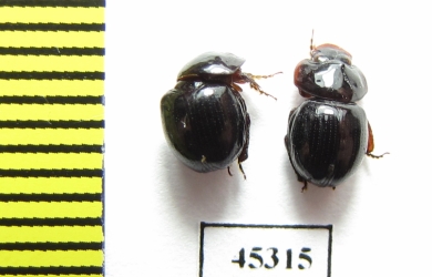 Ceratocanthinae sp.  Peru - INSECTS-STORE.RU