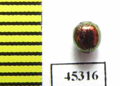 Ceratocanthinae sp.  Peru - INSECTS-STORE.RU