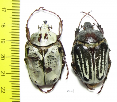 Argyrophanes kolbei, pair  Tanzania 40mm - INSECTS-STORE.RU