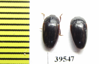 Erotylidae sp.  Peru - INSECTS-STORE.RU