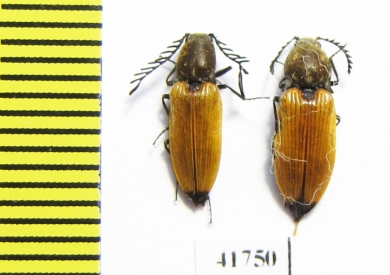 Anostirus castaneus, pair  Russia, Tver reg. - INSECTS-STORE.RU